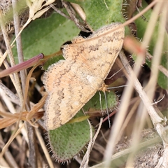 Scopula rubraria (Reddish Wave, Plantain Moth) at Gundaroo, NSW - 2 Nov 2024 by ConBoekel