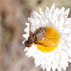 Comptosia sp. (genus) (Unidentified Comptosia bee fly) at Gundaroo, NSW - 2 Nov 2024 by ConBoekel