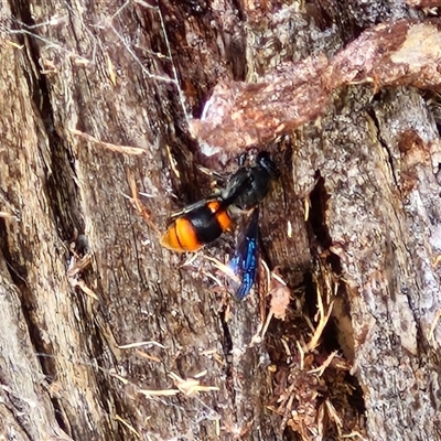 Hyleoides concinna (Wasp-mimic bee) at Goulburn, NSW - 6 Nov 2024 by trevorpreston