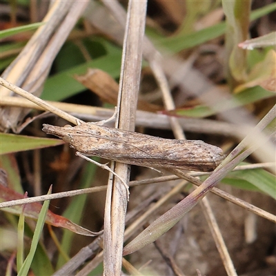 Faveria tritalis (Couchgrass Webworm) at Gundaroo, NSW - 2 Nov 2024 by ConBoekel