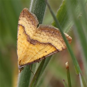 Anachloris subochraria at Gundaroo, NSW - 2 Nov 2024