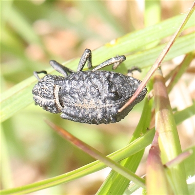 Unidentified Beetle (Coleoptera) at Gundaroo, NSW - 2 Nov 2024 by ConBoekel