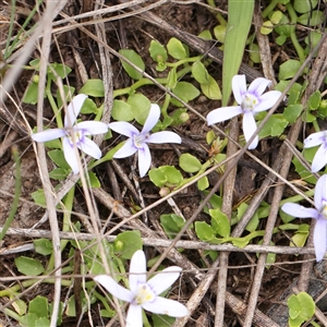 Isotoma fluviatilis subsp. australis at Gundaroo, NSW - 2 Nov 2024