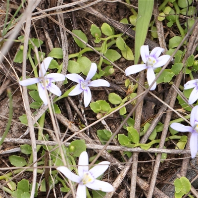 Isotoma fluviatilis subsp. australis (Swamp Isotome) at Gundaroo, NSW - 2 Nov 2024 by ConBoekel