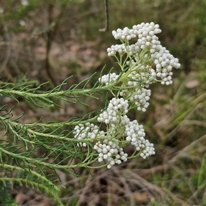 Ozothamnus diosmifolius at Goulburn, NSW - 6 Nov 2024 04:19 PM