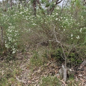 Ozothamnus diosmifolius at Goulburn, NSW - 6 Nov 2024 04:19 PM