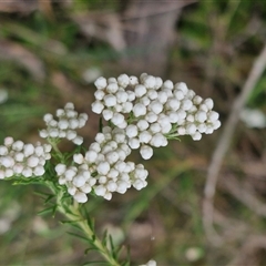 Ozothamnus diosmifolius at Goulburn, NSW - 6 Nov 2024 04:19 PM