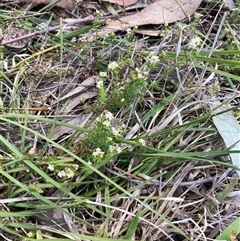 Asperula conferta (Common Woodruff) at Fraser, ACT - 30 Sep 2024 by Rosie