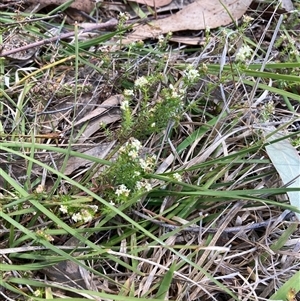 Asperula conferta at Fraser, ACT - 30 Sep 2024