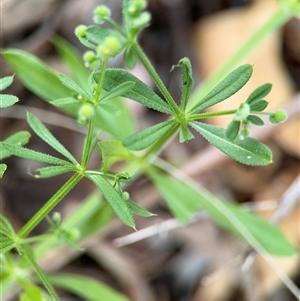 Galium aparine at Campbell, ACT - 6 Nov 2024