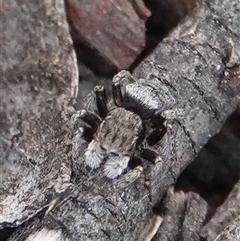 Maratus vespertilio (Bat-like peacock spider) at Hall, ACT - 6 Nov 2024 by Anna123