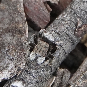 Maratus vespertilio at Hall, ACT - 6 Nov 2024