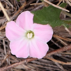 Convolvulus angustissimus subsp. angustissimus (Australian Bindweed) at Gundaroo, NSW - 2 Nov 2024 by ConBoekel