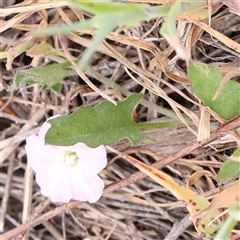 Convolvulus angustissimus subsp. angustissimus at Gundaroo, NSW - 2 Nov 2024 12:54 PM