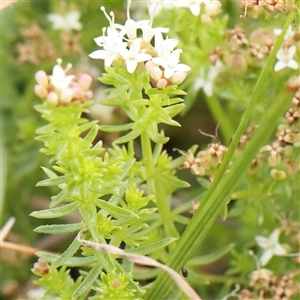 Asperula conferta at Gundaroo, NSW - 2 Nov 2024