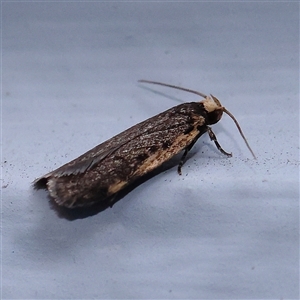 Hoplostega ochroma at Turner, ACT - 2 Nov 2024 09:04 PM