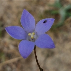 Wahlenbergia gracilis at Wollogorang, NSW - 6 Nov 2024 by trevorpreston