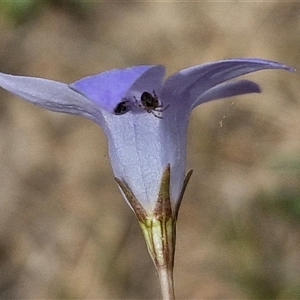 Wahlenbergia gracilis at Wollogorang, NSW - 6 Nov 2024 03:57 PM