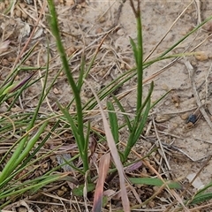 Wahlenbergia gracilis at Wollogorang, NSW - 6 Nov 2024 03:57 PM