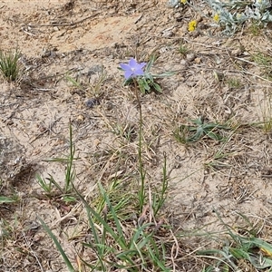 Wahlenbergia gracilis at Wollogorang, NSW - 6 Nov 2024 03:57 PM