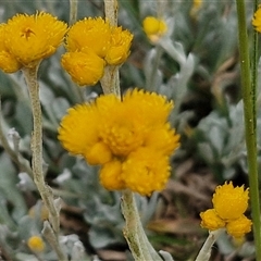 Chrysocephalum apiculatum (Common Everlasting) at Wollogorang, NSW - 6 Nov 2024 by trevorpreston