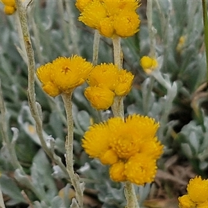 Chrysocephalum apiculatum at Wollogorang, NSW - 6 Nov 2024 03:56 PM