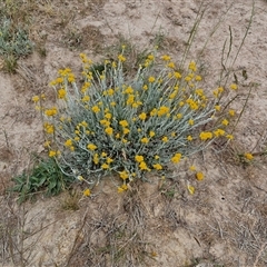 Chrysocephalum apiculatum at Wollogorang, NSW - 6 Nov 2024