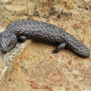 Tiliqua rugosa at Wollogorang, NSW - 6 Nov 2024