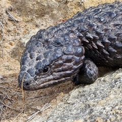 Tiliqua rugosa at Wollogorang, NSW - 6 Nov 2024