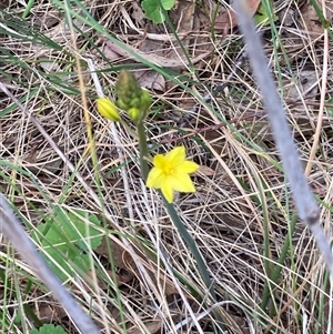 Bulbine bulbosa at Fraser, ACT - 30 Sep 2024 01:06 PM