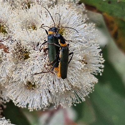 Chauliognathus lugubris (Plague Soldier Beetle) at Wollogorang, NSW - 6 Nov 2024 by trevorpreston