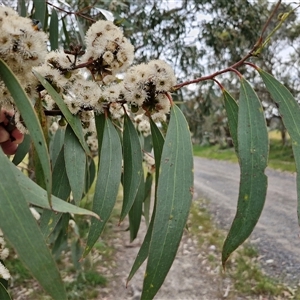 Eucalyptus pauciflora subsp. pauciflora at Wollogorang, NSW - 6 Nov 2024 03:53 PM