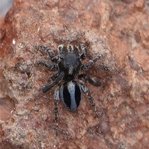 Maratus chrysomelas at Hall, ACT - 6 Nov 2024