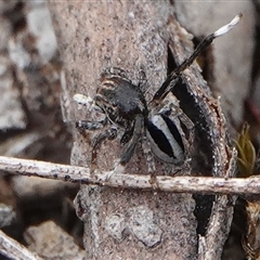 Maratus chrysomelas at Hall, ACT - 6 Nov 2024