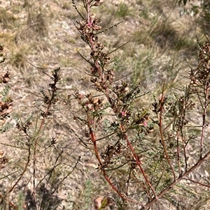 Indigofera adesmiifolia at Fraser, ACT - 30 Sep 2024 01:16 PM