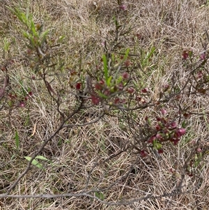 Dodonaea viscosa subsp. angustissima at Spence, ACT - 23 Oct 2024 10:40 AM