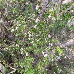 Cryptandra amara (Bitter Cryptandra) at Spence, ACT - 22 Oct 2024 by Rosie