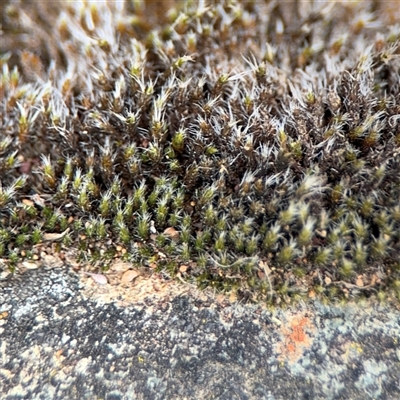 Grimmia sp. at Campbell, ACT - 6 Nov 2024 by Hejor1