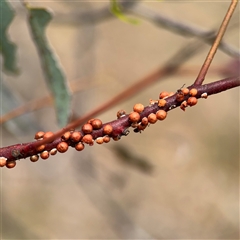 Eriococcus coriaceus (Gumtree Scale) at Campbell, ACT - 6 Nov 2024 by Hejor1