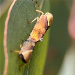 Brunotartessus fulvus at Campbell, ACT - 6 Nov 2024