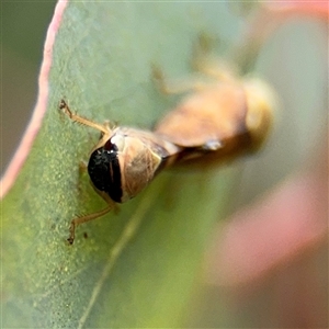 Brunotartessus fulvus at Campbell, ACT - 6 Nov 2024