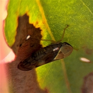 Brunotartessus fulvus at Campbell, ACT - 6 Nov 2024