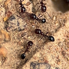 Monomorium sp. (genus) (A Monomorium ant) at Campbell, ACT - 6 Nov 2024 by Hejor1