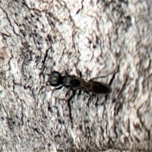 Crabronidae (family) at Campbell, ACT - 6 Nov 2024