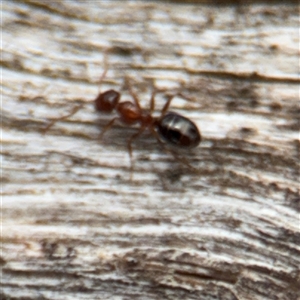 Melophorus sp. (genus) at Campbell, ACT - 6 Nov 2024