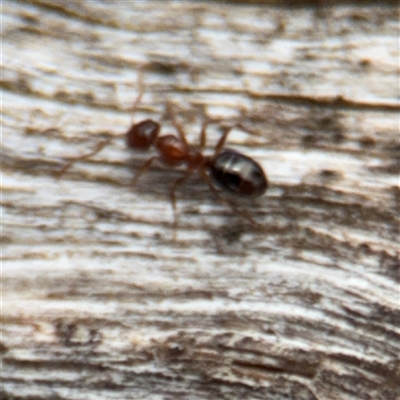 Melophorus sp. (genus) (Furnace ant) at Campbell, ACT - 6 Nov 2024 by Hejor1