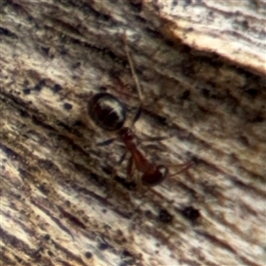 Melophorus sp. (genus) at Campbell, ACT - 6 Nov 2024