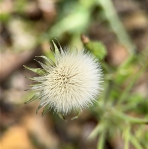 Sonchus asper at Campbell, ACT - 6 Nov 2024