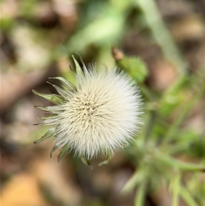 Sonchus asper (Prickly Sowthistle) at Campbell, ACT - 6 Nov 2024 by Hejor1