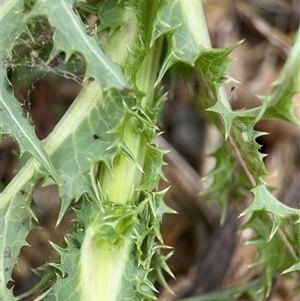 Sonchus asper at Campbell, ACT - 6 Nov 2024